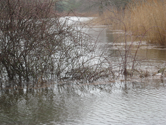 3.30.10 bushes normally on the shore