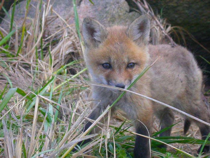 Baby Red Fox, Buzzards Bay, Massachusetts by Lamar Gore/USFWS