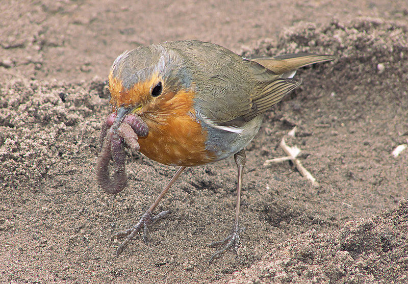 "European Robin with Earthworm" by Rasbak, Wikimedia Commons