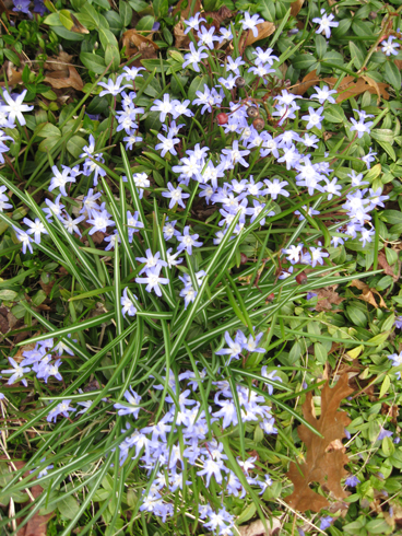4.16.11.chionodoxa