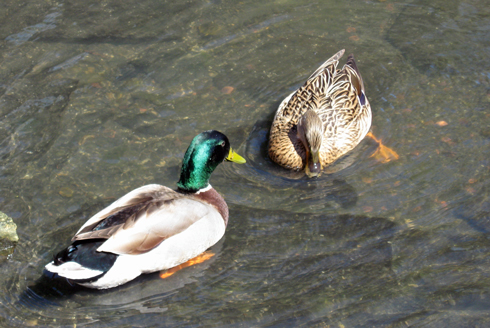 4.17.11.ducks