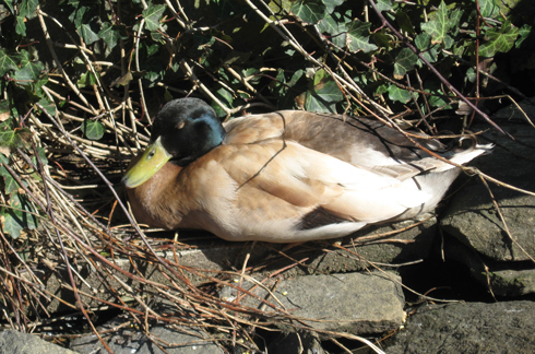 4.17.11.sleeping.duck
