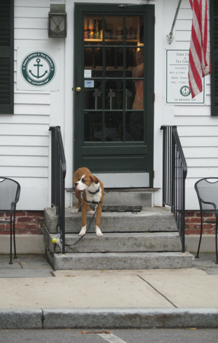 6.11.11 ~ patient dog in Essex