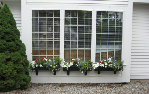 6.11.11 ~ Window flower boxes in Essex