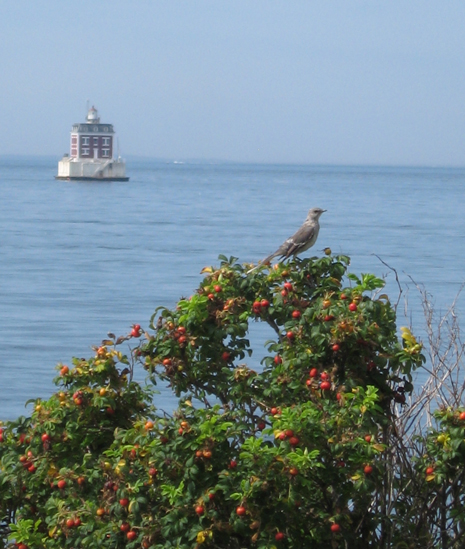 8.26.11.bird