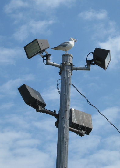 8.26.11.gull