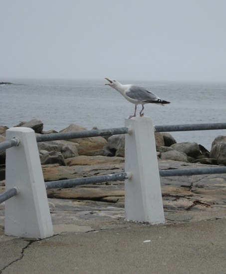 8.27.11.crying.gull