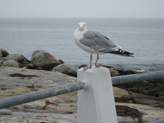 8.27.11.lame.gull