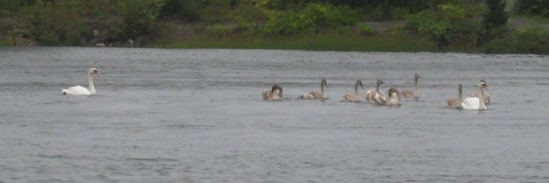 8.28.11.swans