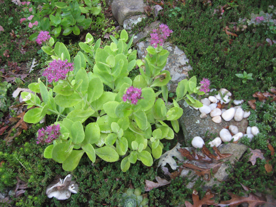 9.21.11.sedum