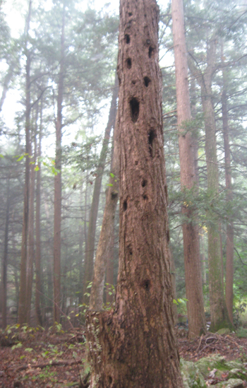 9.21.11.woodpecker.holes