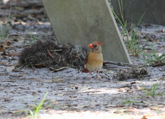 4.9.12.cins.2littlebirds