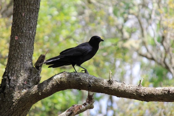 4.9.12.cins.blackbird