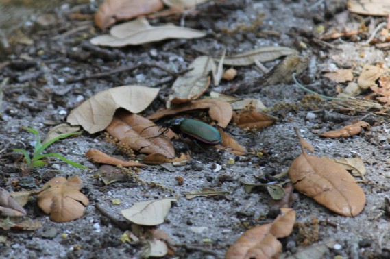 4.9.12.cins.bug