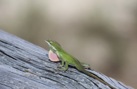 4.9.12.cins.greenlizard