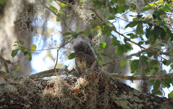 4.9.12.cins.squirrel2