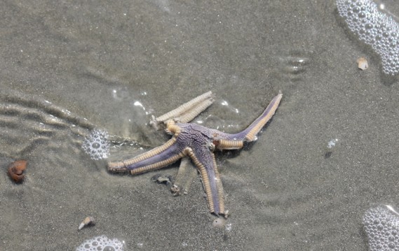 4.9.12.cins.starfish