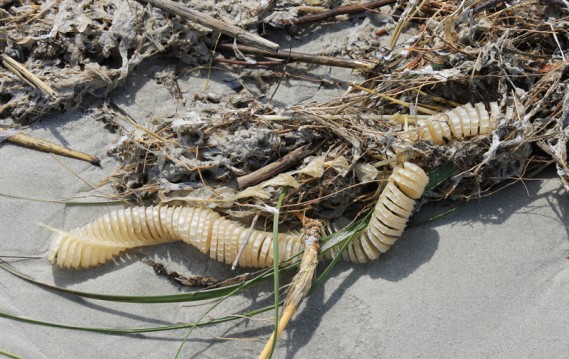 4.9.12.cins.whelk