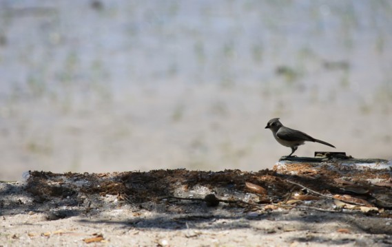4.9.12.graybird