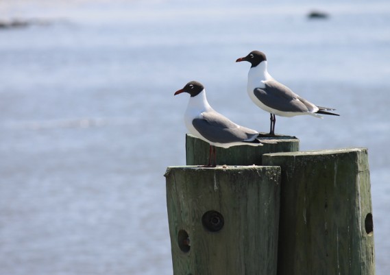 4.9.12.paironpier