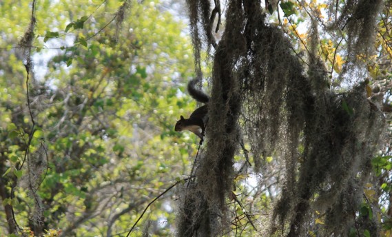 4.9.12.squirrel