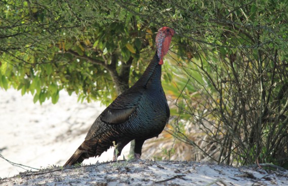 4.9.12.turkey.1