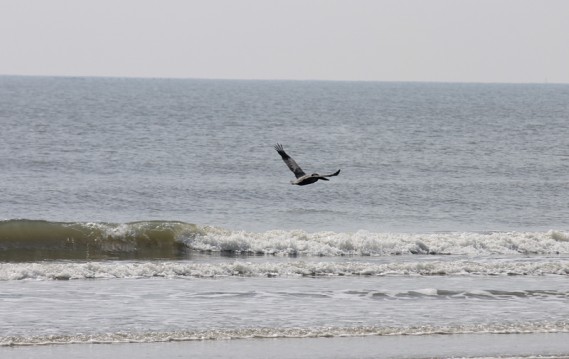 4.9.12.vulture