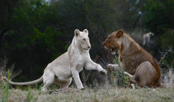 pbs.nature.whitelion
