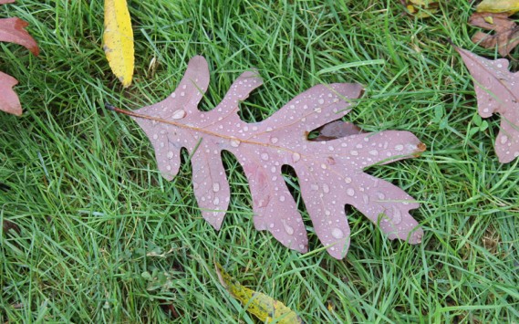 10.12.12.lizleaf