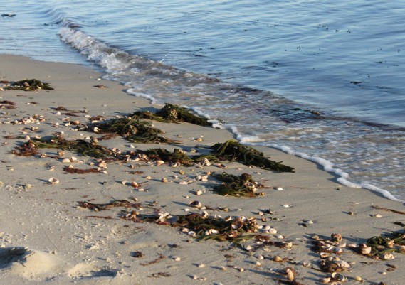 11.9.12.westdennisbeach2