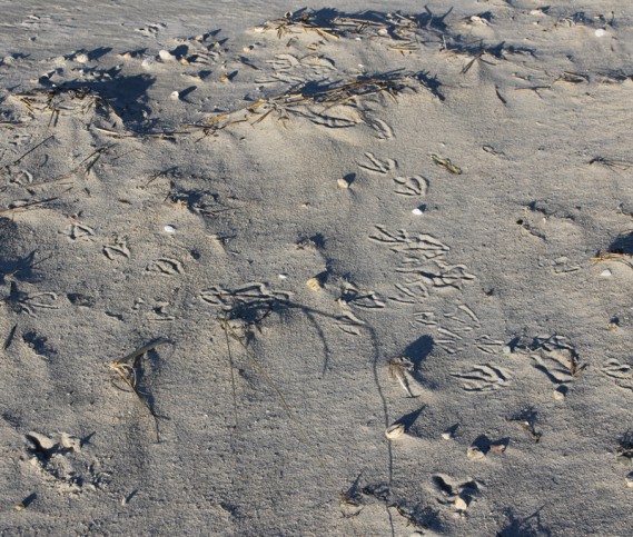 11.9.12.westdennisbeach3