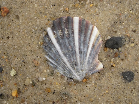 Shell by Keith Shannon/USFWS