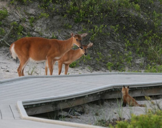 fireislanddeerfox2