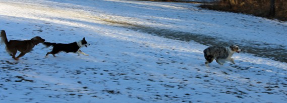 1.27.13.dogs