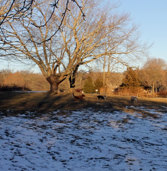1.27.13.dogstree