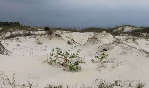 4.6.12 ~ Jekyll Island, Georgia 4.6.12.1148