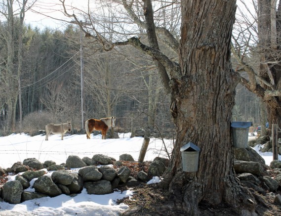 3.10.13 ~ Orange, Massachusetts 3.10.13 ~ Orange, Massachusetts