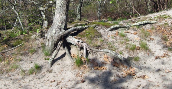 5.10.09 ~ Provincetown, Massachusetts