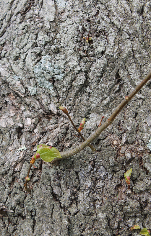 5.5.13 ~ Stonington, Connecticut