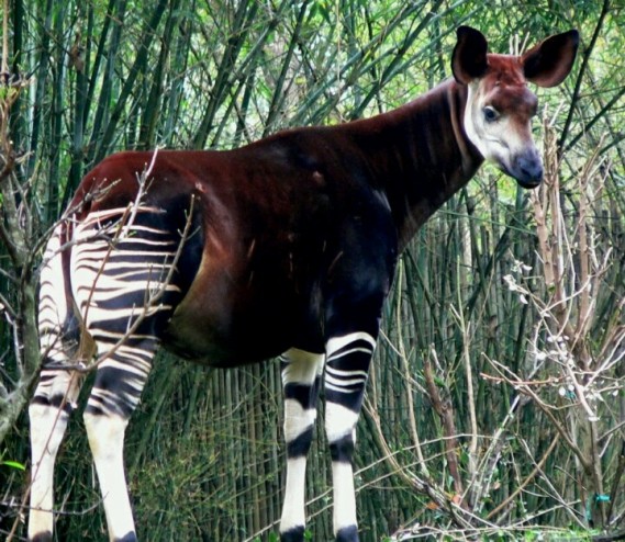 Okapi ~ image found on Pintrest Okapi ~ image found on Pintrest