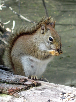 red squirrel by Barbara Rodgers