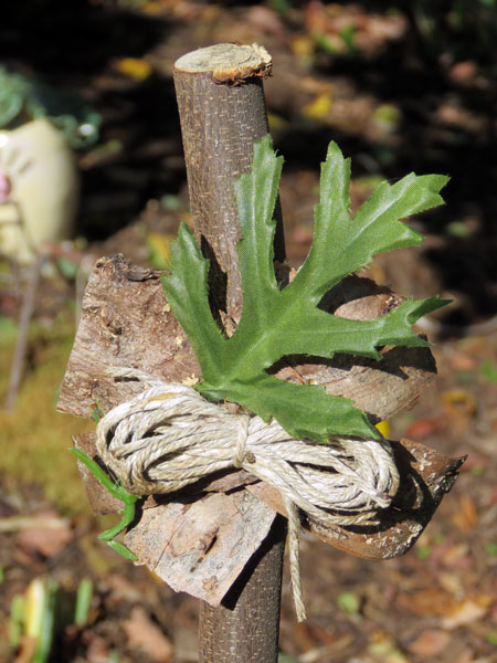Decorating with nature ~ 10.12.17 ~ Old Lyme, Connecticut