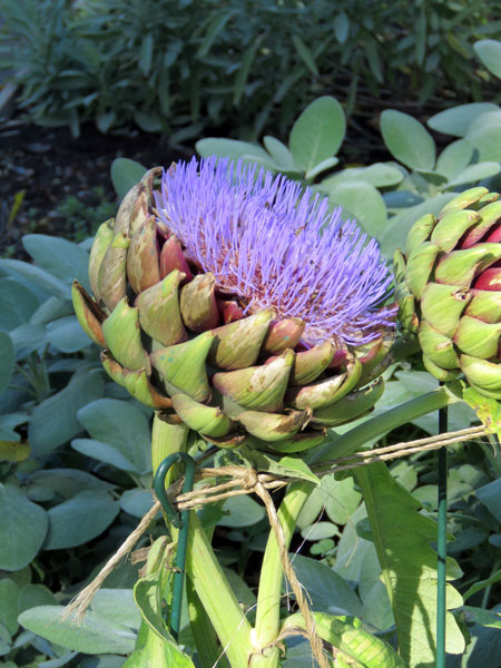 Artichoke blossom ~ 10.12.17 ~ Old Lyme, Connecticut
