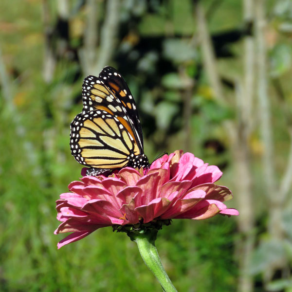 Monarch butterfly on zinnia blossom ~ 10.12.17 ~ Old Lyme, Connecticut