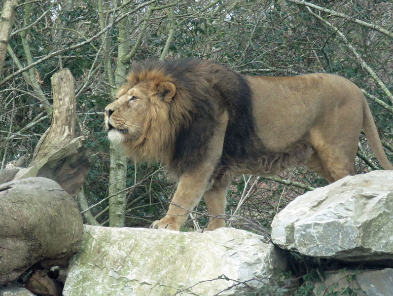 2.2.18 ~ Fota Wildlife Park, Carrigtwohill, Cork, Ireland ~ lion