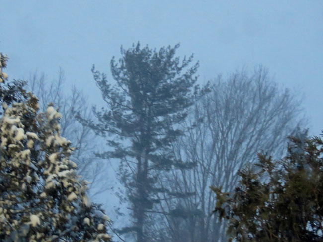 a cold wind was blowing from the north – In the Woods